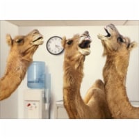 Avanti Press Greeting Cards Retirement Camels at the Water Cooler Perspective: Main