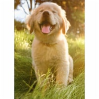 Avanti Press Greeting Cards Blank Golden Retriever Puppy Perspective: Main