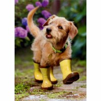 Avanti Press Greeting Card Get Well Puppy In Garden Perspective: Main