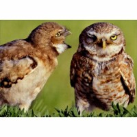 Avanti Press Greeting Cards Anniversary- Owl Couple Communication Perspective: Main