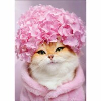Avanti Press Greeting Cards Birthday- KITTY CAT HYDRANGEA CAP Perspective: Main