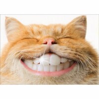 Avanti Press Greeting Card Support Cat With Human Teeth - Alterna Perspective: Main