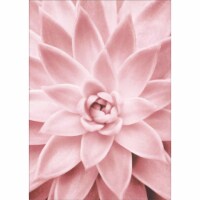 Avanti Press Greeting Card Blank Pink Succulent Close Up Perspective: Main