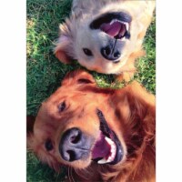 Avanti Press Greeting Cards Birthday Happy Dogs (Odin and June) Perspective: Main