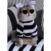 Avanti Press Greeting Card Birthday Bandana Cat Perspective: Main