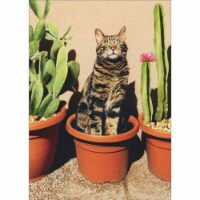Avanti Press Greeting Card Just Funny Cactus Cat Perspective: Main