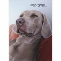 Avanti Press Greeting Card Birthday - Squinting Weimaraner Perspective: Main