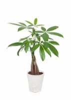 Green Circle Money Tree Perspective: Main