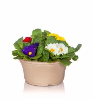 Primrose Bowl Perspective: Main