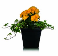 Spring Pallet Plant