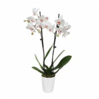 Just Add Ice White Orchid in 5" Ceramic Pot (Approximate Delivery is 2-7 Days)