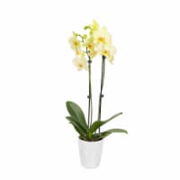 Just Add Ice Yellow Orchid in 5" Ceramic Pot (Approximate Delivery is 2-7 Days)