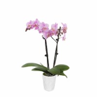 Just Add Ice Pink Orchid in 5" Ceramic Pot (Approximate Delivery is 2-7 Days)