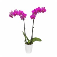 Just Add Ice Purple Orchid in 5" Ceramic Pot (Approximate Delivery is 2-7 Days)