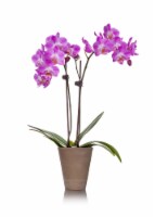 Petite Orchid in Clay Potted Plant Perspective: Main