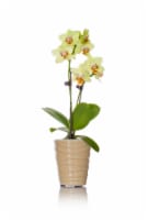 Mini Orchid Potted Plant