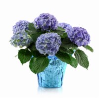 Hydrangea Perspective: Main