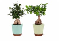Bonsai Ficus/Ginseng in Ceramic Perspective: Main