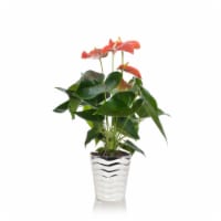 Anthurium Plant in Ceramic Pot Perspective: Main