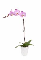 Large Bloom Orchid Ceramic Perspective: Main