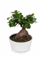 Bonsai in Ceramic Pot Perspective: Main
