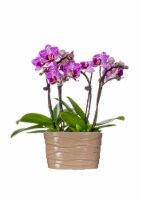Mini Orchid in Ceramic Planter Perspective: Main