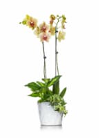 Phalaenopsis Orchid in Ceramic Planter Perspective: Main