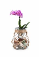 Miniature Orchids with Glass Lantern Pot Perspective: Main