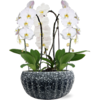 Waterfall Orchid Trio Planter Perspective: Main