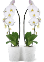 Live Waterfall Orchids in Duo Planter Perspective: Main