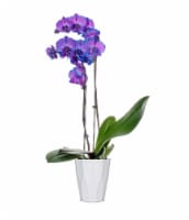 Watercolor Phalaenopsis Orchid in Ceramic Pot