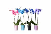Mixed Color Orchids in Ceramic Pot