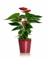 Anthurium Claus Holiday Potted Plant Perspective: Main