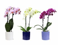 Orchid Ceramic Pot Perspective: Main
