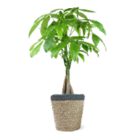Money Tree with Jute Pot Perspective: Main