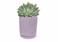 Mother's Day Fresh Succulent in 5 inch Ceramic Container Perspective: Main