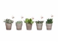 Succulent in Clay Perspective: Main