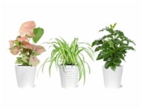 Potted Foliage in Ceramic - Assorted Perspective: Main