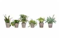 Foliage Potted Plant - Assorted