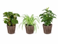Foliage Wood Potted Plant Perspective: Main