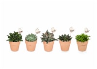 Succulent in Clay Pot - Assorted