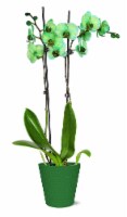 Orchid Green Watercolor in Ceramic Perspective: Main