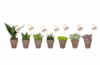 Clay Potted Succulent Plant - Assorted Perspective: Main
