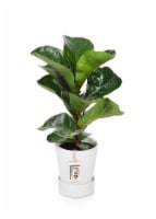 5" Fiddle Leaf Fig Plant Perspective: Main
