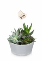 Succulent Garden Potted Plant Perspective: Main
