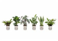 Foliage Signature Collection Houseplant - Assorted