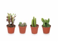 Potted Cactus - Assorted Perspective: Main