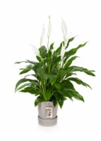 Peace Lily Perspective: Main