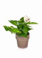 Pothos Plant Perspective: Main