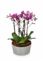 Kroger® Petite Orchid Trio Planter Perspective: Main